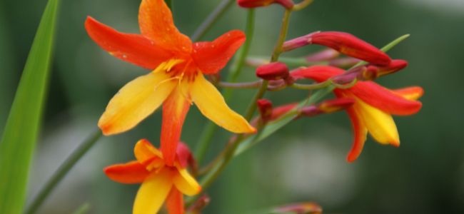 Trecanna Nursery Crocosmias - Bred at our Nursery in Cornwall 