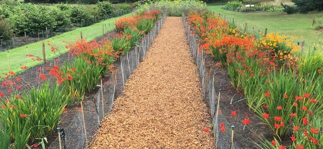 RHS Award of Garden Merit Varieties