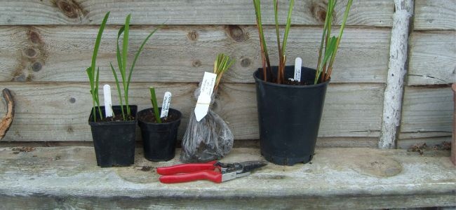 Crocosmia Growing Tips 