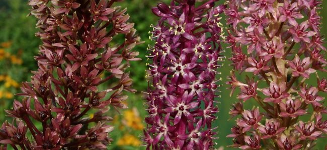 Eucomis Growing Tips 