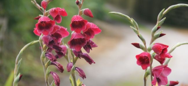Other South African Plants Growing Tips 