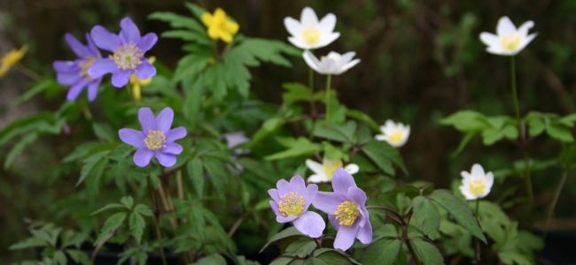 Wood Anemone Growing Tips 