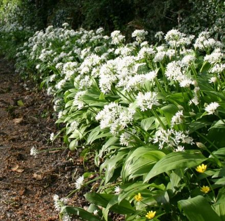 ursinum (Ramsoms, Wild Garlic)