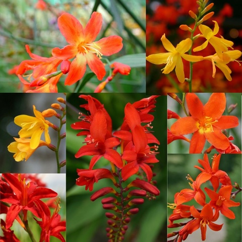 Best Value Crocosmia Collection - 7 hybrids  (£7.15 per pot)