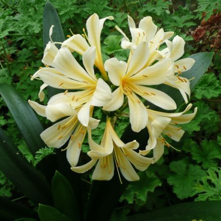 miniata var. citrina AGM (Yellow Natal Lily)