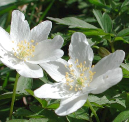 nemorosa AGM