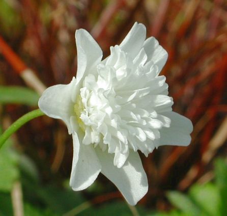 nemorosa 'Vestal'  AGM