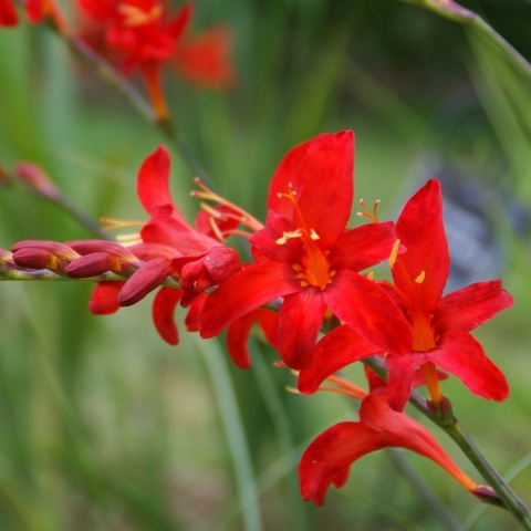 'Harmonia'