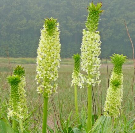 pole-evansii  AGM (The Giant Pineapple Lily) Young Plants