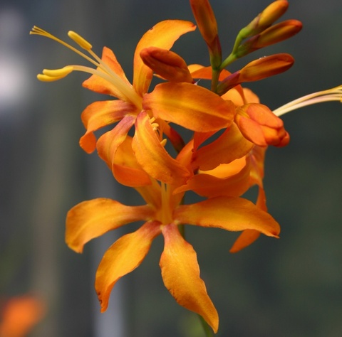 'Cornish Copper' - limited to 1 per customer, orders including this variety will be sent in late May