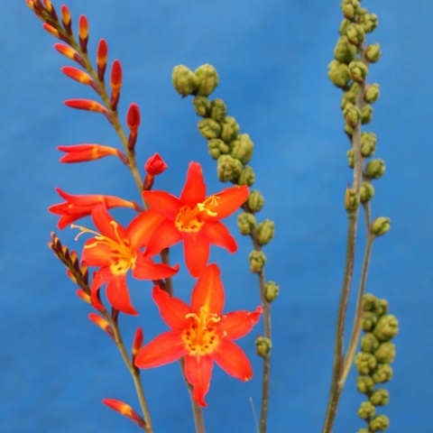 Prince of Orange