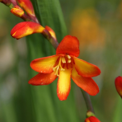 'Ellenbank Firecrest'