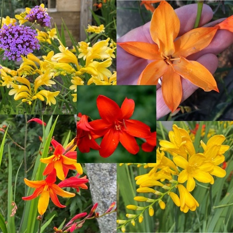 Special Hybrid Collection - 5 varieties (£8.00 per pot)