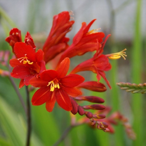 'Tamar Double Red'  AGM - max 1 per customer