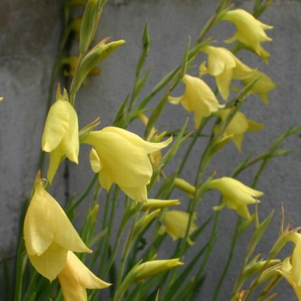 dalenii Lemon Form - recently potted, 1 corm