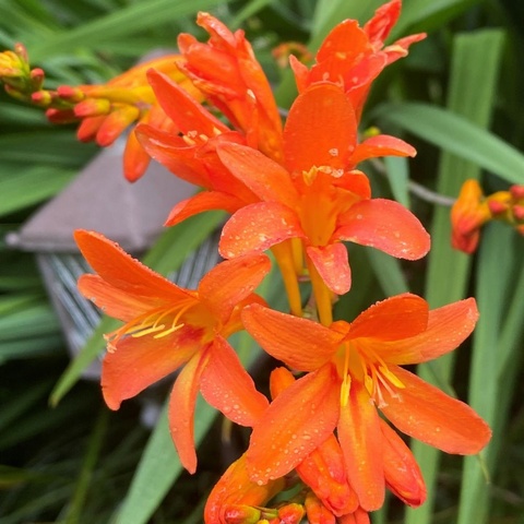 'Peach Spray'