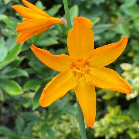 'Tamar Golden Ring'