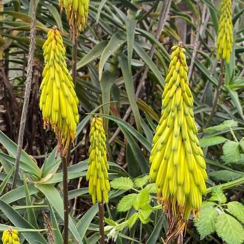 striatula - great for dry sunny borders