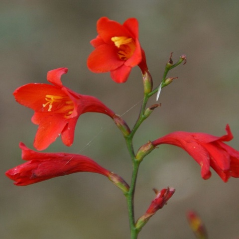 'Lady Jane'