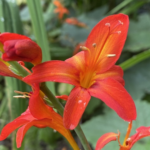 'Karin'