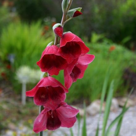 papilio 'Ruby'