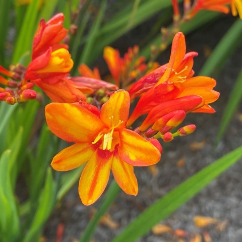 'Firejumper'