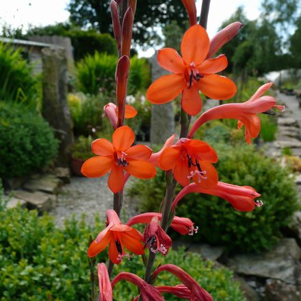 'Mount Congreve Coral'