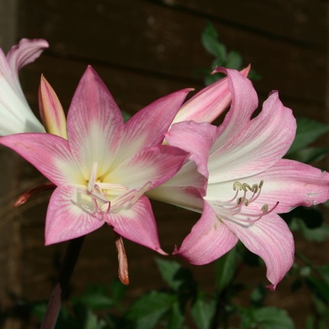 belladonna (Belladonna Lily) AGM