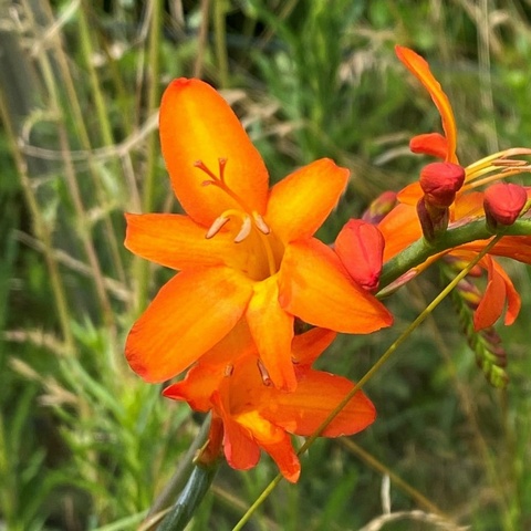 'Tamar Gold'