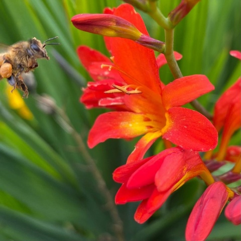 'Bee's Delight'