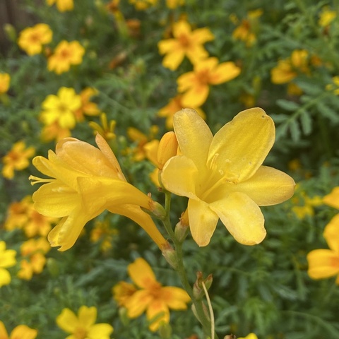 'Golden Fleece'