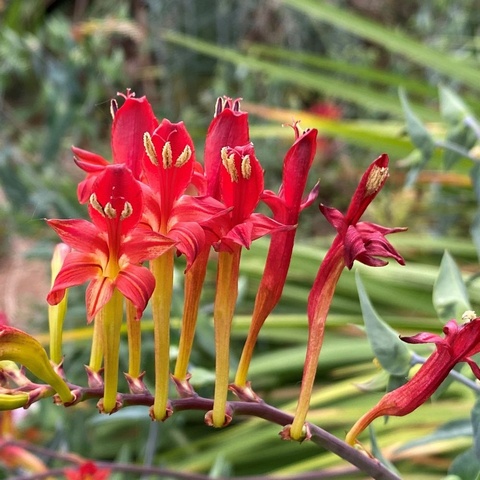 fucata - winter growing species, needs a sheltered site