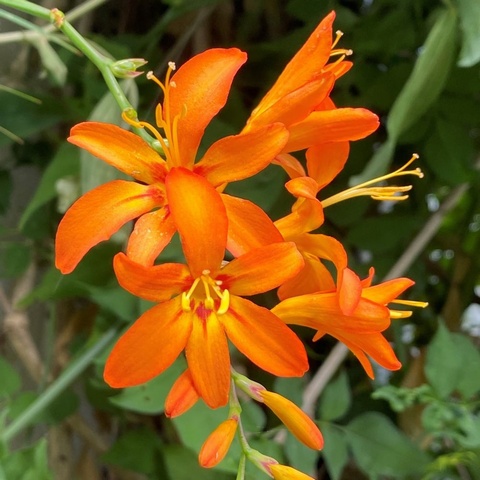 'Jupiter'