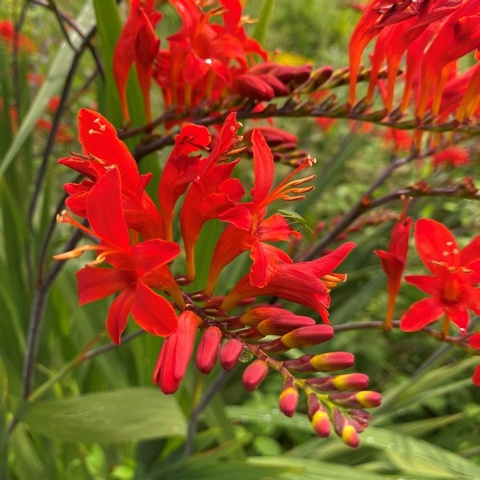 'Cornish Red'