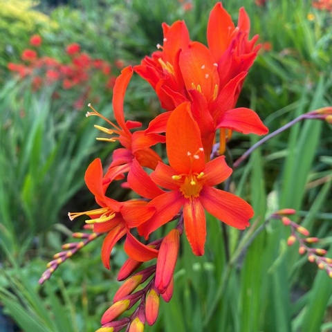 'Cornish Sunset'