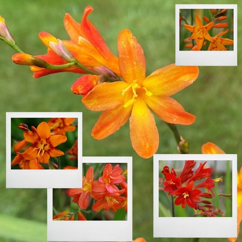 Late Flowered Collection - 5 varieties to extend the season