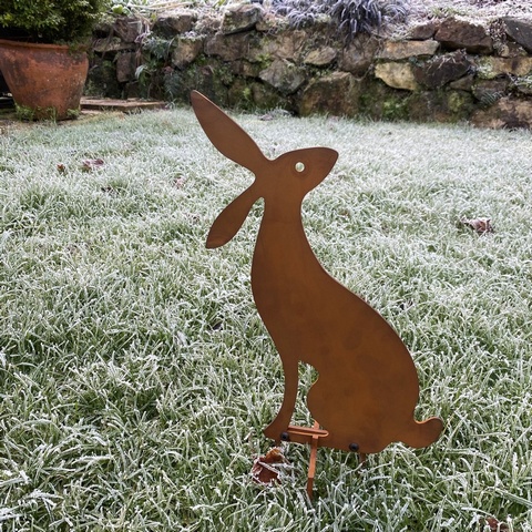 Morning Hare