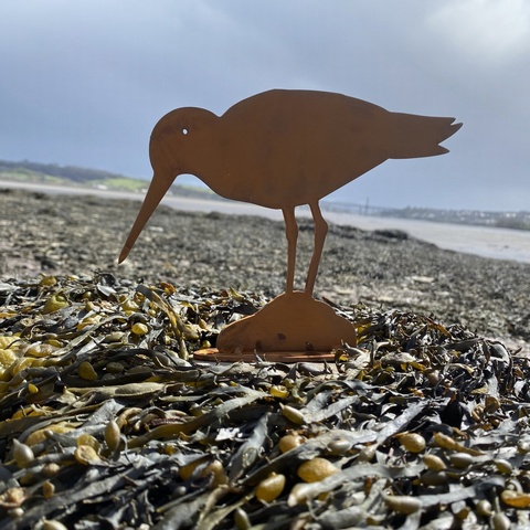 Oystercatcher