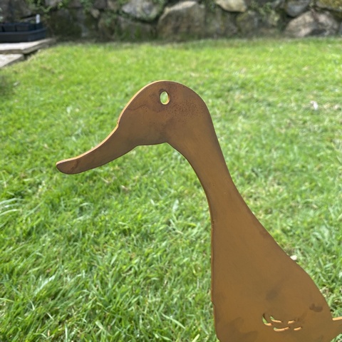 India Runner Duck - Douglas