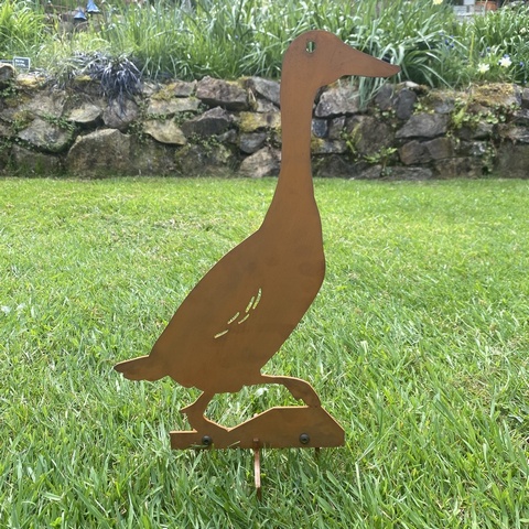 Indian Runner Duck - Desmond