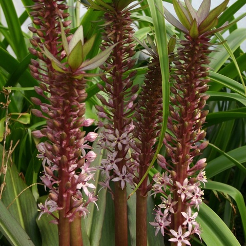 comosa - The Slender Pineapple Lily - purple-leaved form