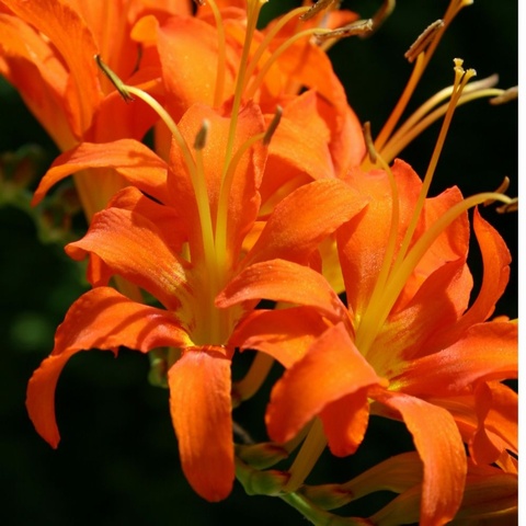 'Zeal Giant' AGM 1 litre pots - limited to 1 per customer