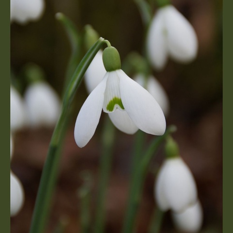 'S. Arnott' - scented AGM - 2 bulbs in the green
