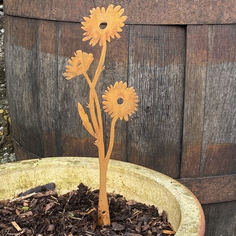 Cornflower