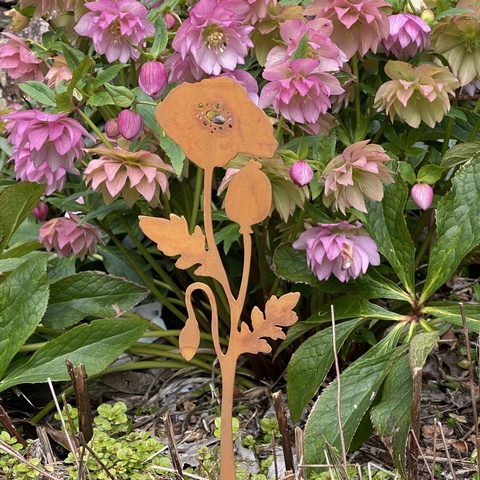 Field Poppy