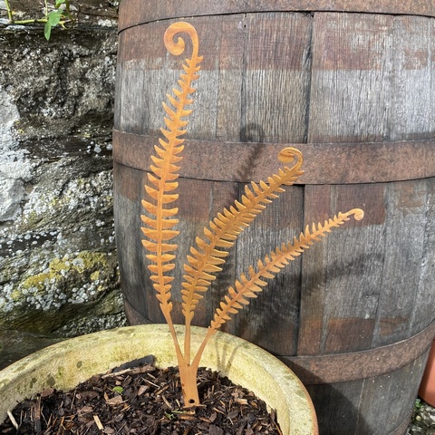 Hard Fern - small