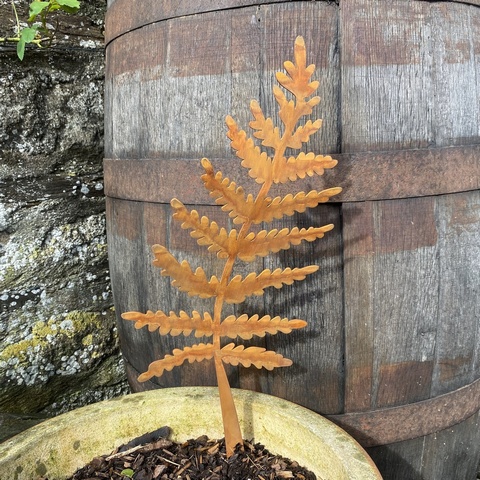 Lady Fern - small