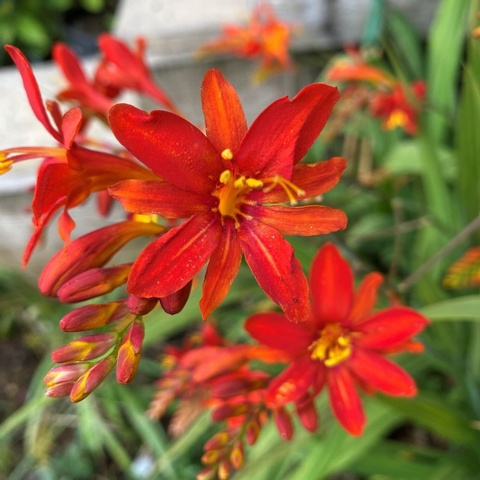Tamar Double Red - 1 FRESHLY LIFTED CORM - ONLY SEPT-FEB