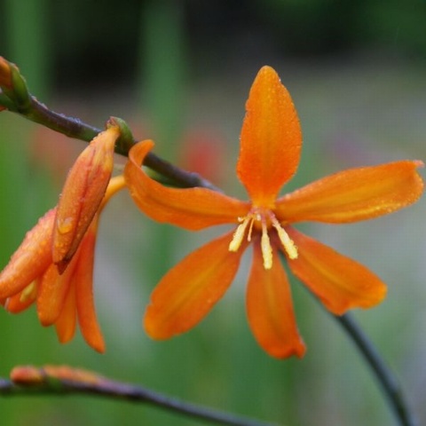 Cornish Copper - 1 FRESHLY LIFTED CORM, ready to plant