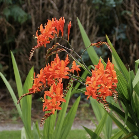 Rowallane Orange. - 1 bulb